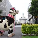 Pantomime cow, white with black splodges, wearing pink bow and collar with bell, in park with Southampton Guildhall in background