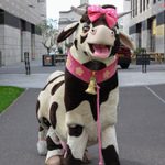 Pantomime black and white cow wearing pink bow and collar with bell, standing outside with Southampton Guildhall in the background