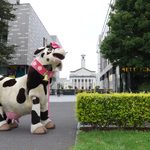 Daisy the pantomime cow with pink bow and collar in the park with Southampton Guildhall behind her